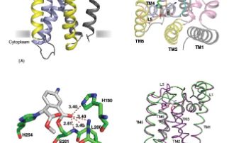 The structural basis for catalysis and substrate specificity of a rhomboid protease