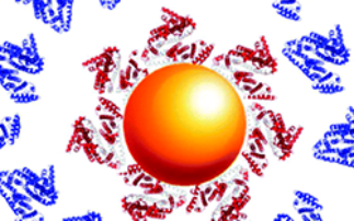 Unpicking nanoparticle-protein structures