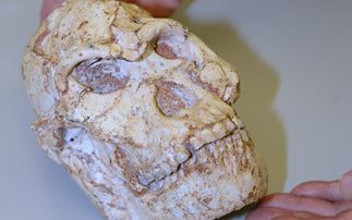 New technology allows scientists first glimpse of intricate  details of Little Foot’s life