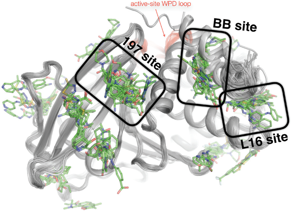 Figure 3: Overview of bound fragments across the PTP1B surface, including several fragmentbinding
<br/>hotspots: the 197 site, BB site, and L16 site. The view is similar to Fig. 1.