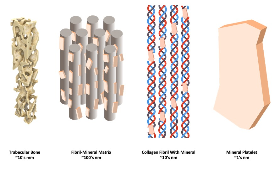 Nanostructure: Collagen and mineral strain under load