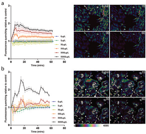 Figure 2: Calcein-AM quenching by Co<sup>2+</sup> as a measure of cellular entry (a) Time-course data showing mean (95%CI) Calcein-AM quenching at differing concentrations of Co<sup>2+</sup> with representative fluorescence images and colour bar underneath for osteoblasts and (b) osteoclasts. Graphical data are plotted as the amount of fluorescence quenching relative to control, representing cellular entry of Co<sup>2+</sup> over time. Reproduced from Shah et al<sup>3</sup>.