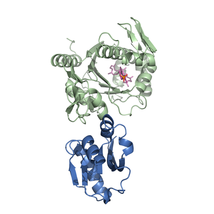 The structure of the Cps2A protein from Streptococcus pneumonie. The structure is shown as a cartoon, with the two domains that make up the protein shown in blue and green. The carrier-lipid that is usually attached to the immature WTA chain is shown in purple, with a phosphate group in orange and red.