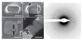 Figure 1: Micro Electron diffraction at eBIC. Left: Representative Images from the Scios™
<br/>cryo-FIB scanning electron microscope: (a) lysozyme crystal before milling and after (b, c).
<br/>Transmission EM image of the milled Lamella (d). [Scale bars: a and b, 4 mm, c, 30 mm, d, 3
<br/>mm]. Right: An electron diffraction image from the lysozyme lamella. The edges of the image
<br/>correspond to ~ 1.8 Å resolution.