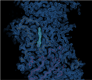 Electron density map for HEV71 with potential drug bound in the pocket of the virus (surrounded by green electron denisty)