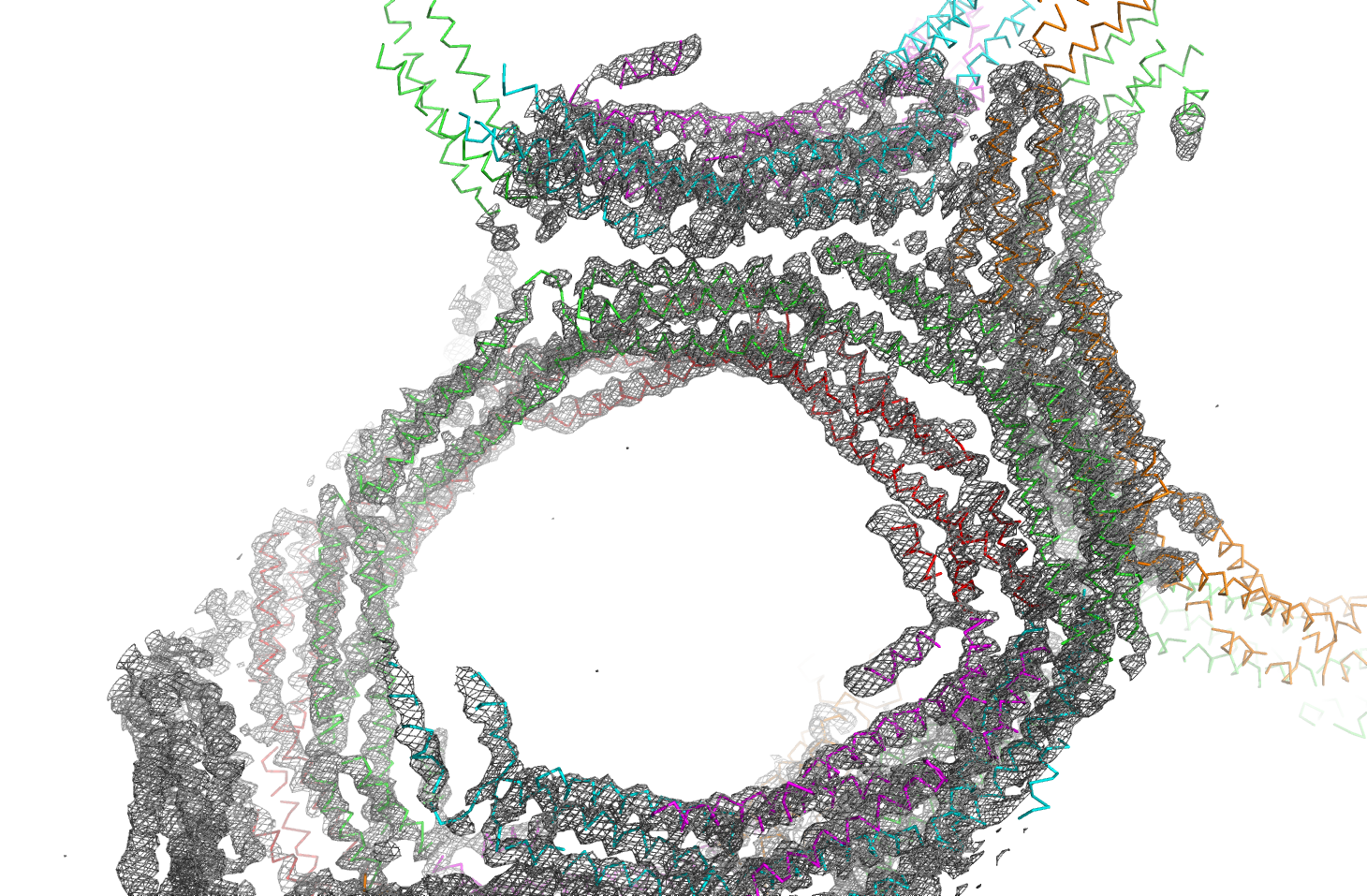 Image Structure of EzrA protein could help identify new antibiotic targets