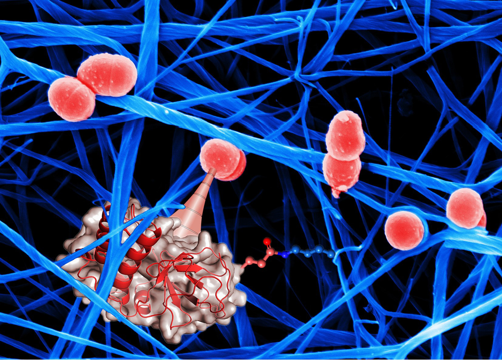 Electron micrograph of bacteria (in red, diameter is one thousand of a millimetre) attached to fibres of the human protein fibrin (in blue) as it would be found in blood clots. The bacteria are equipped with a ”chemical harpoon” (protein structure shown in grey and red) on their surface that anchors them to the human protein by forming a very strong bond.