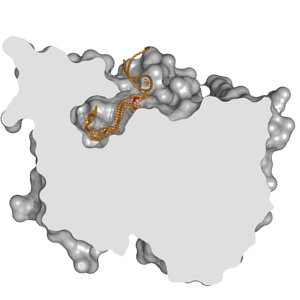 A slice through the crystal structure of Notum (grey) revealing the large cavity that Notum uses to dock onto the Wnt ‘finger’ (orange).
<br/>
<br/>