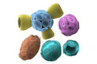 False colour scanning electron micrographs of different coccolithophore species 