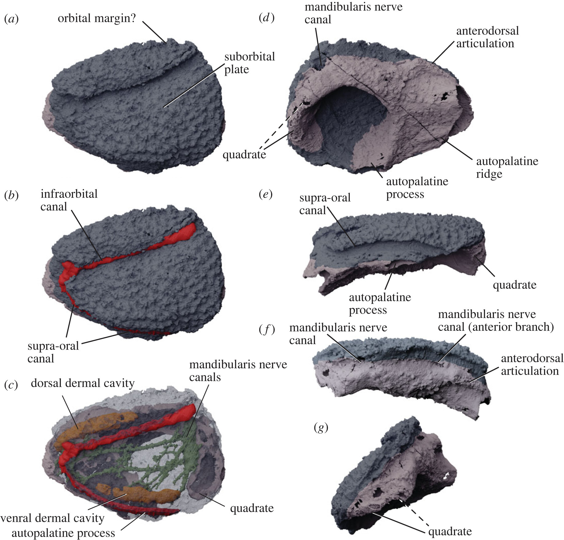 Upper jaw complex in virtual three-dimensional rendering from synchrotron tomography.