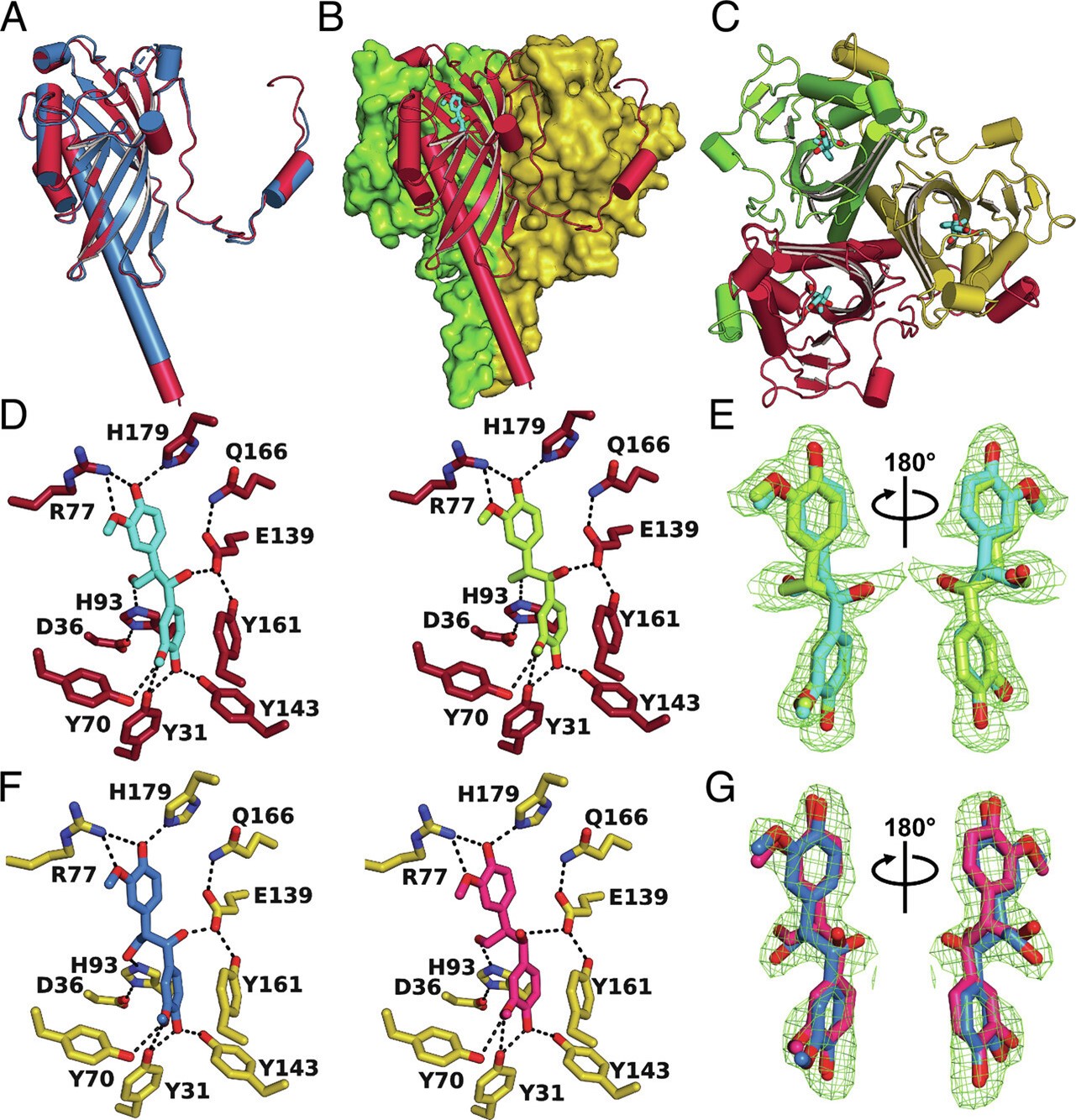 Structural architecture of LdpA and substrate interactions. (A) Superposition of SpLdpA (magenta) with NaLdpA (teal). (B) Side view of the SpLdpA trimer. Two protein chains are shown as surfaces (yellow and green) and one protein chain is shown in cartoon mode (red) with bound substrate erythro-DGPD (light blue). (C) Top view of the SpLdpA trimer. (D) Pseudo-stereoscopic view of the interaction of SpLdpA with the erythro-DGPD enantiomers (αS, βR) (Left) and (αR, βS) (Right). When viewed in stereo, alternating eye switching results in an optimal impression of the binding modes of the two diastereomer substrates. (E) Omit electron density map for the (αS, βR)- and (αR, βS)-erythro-DGPD enantiomers bound to SpLdpA at 2.5 σ level. (F) Pseudo-stereoscopic view of the interaction of SpLdpA with the threo-DGPD enantiomers (αS, βS) (Left) and (αR, βR) (Right). (G) Omit electron density map for the (αS, βS)- and (αR, βR)-threo-DGPD enantiomers bound to SpLdpA at 2.5 σ level.