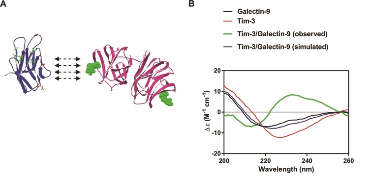 Figure 2: Tim-3-galectin-9 interaction leads to significant conformational changes possibly increasing solubility of the protein complex. (A) The schematic structural models of galectin-9 (on the right) and extracellular domain of the Tim-3 (on the left). In the structural model of the Tim-3, amino acids involved in galectin-9-independent binding are highlighted using green colour. Amino acid residues of the Tim-3, which are potential targets for glycosylation, are highlighted using red colour. (B) The SRCD spectroscopy of galectin-9, Tim-3, and the complex made by both proteins. (Adapted from Gonçalves Silva, I. et al.2)