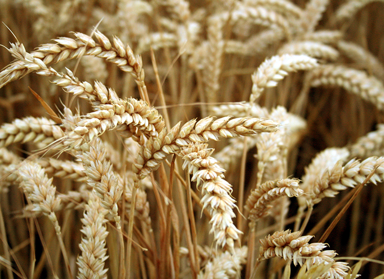 Wheat - case study