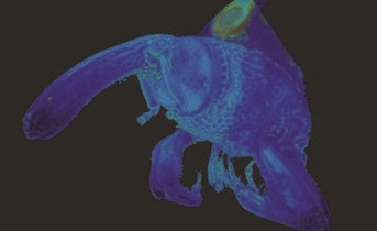Figure 3: A rendering of an insect collected on I13 reconstructed using Savu.