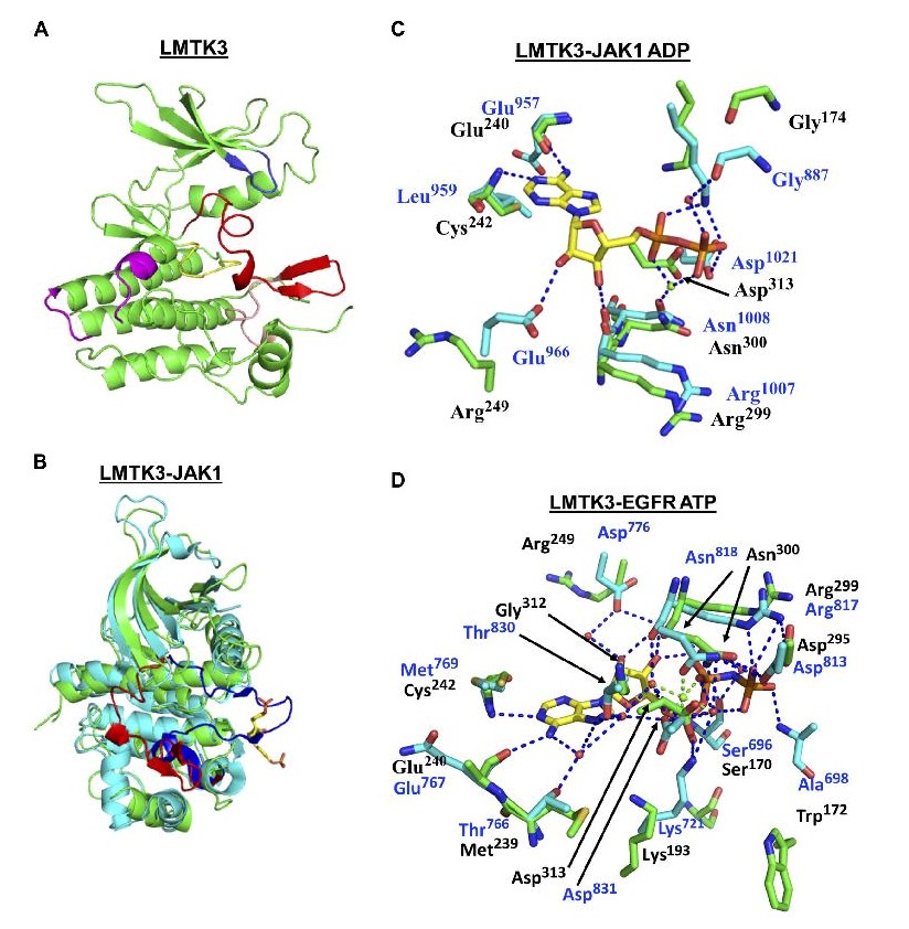Crystal structure of LMTK3. <br/>Image: University of Sussex