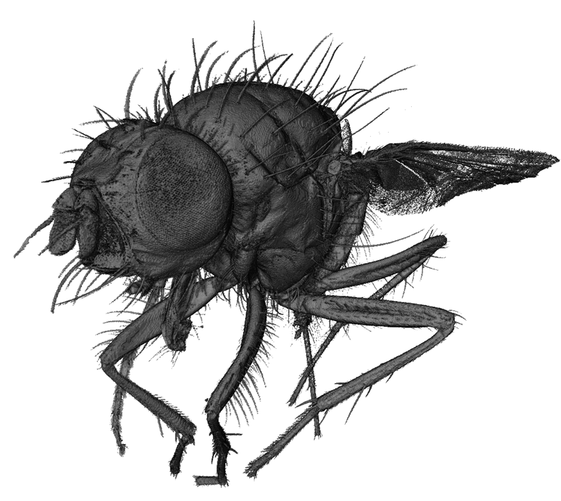Rendered visualisation of 'Florian' the fly