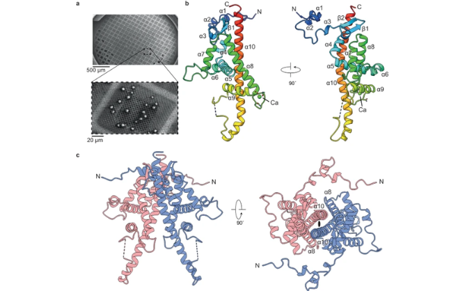 70 Years in the Making: A Historical Virus Sample Reveals a Novel Protein Structure