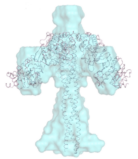 Using X-ray solutions scattering the envelope for the ruler and catalytic domains can be seen. The crystal structure of the protein is shown inside the envelope.