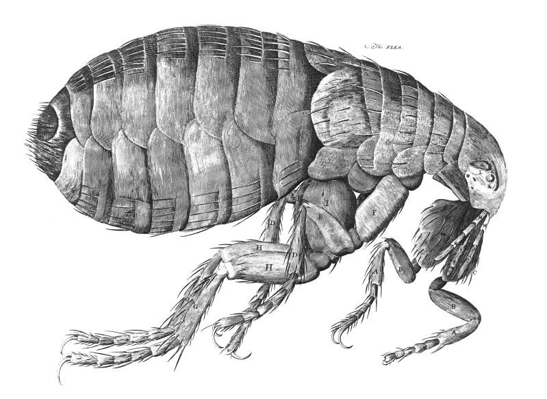 Robert Hooke's drawing of a flea