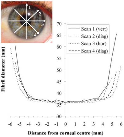 SAXS experiments on beamline I22 have determined how collagen fibril diameter varies across the human cornea.