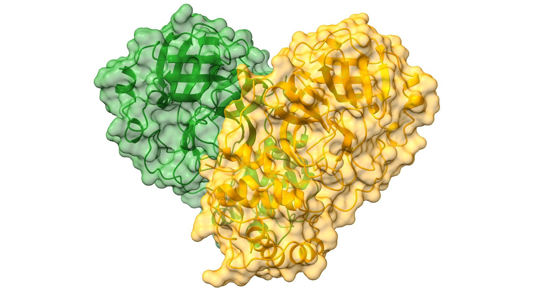 Structure of SARS-CoV-2 Main protease. Cartoon representation of the CoVID-19 dimer with a semi-transparent surface in green and orange delineating each monomer