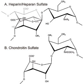 Figure 1: Schematic Illustration of the glycosaminoglycans (A) heparan sulfate [-4) α-L-IdoA (grey)/β-D-GlcA (black) 1-4 α-D-GlcN (1-] and its analogue heparin [-4) α-L-IdoA 1-4 α-D-GlcN (1-]( where R1 = H or SO3 -, R2 = H/ COCH3 or SO3 - and R3 = H or SO3 -). and (B) chondroitin sulfate [→4) D-GlcA β (1→3) D-GalNAc β (1→], where R1 or R2 = H or SO3 -.