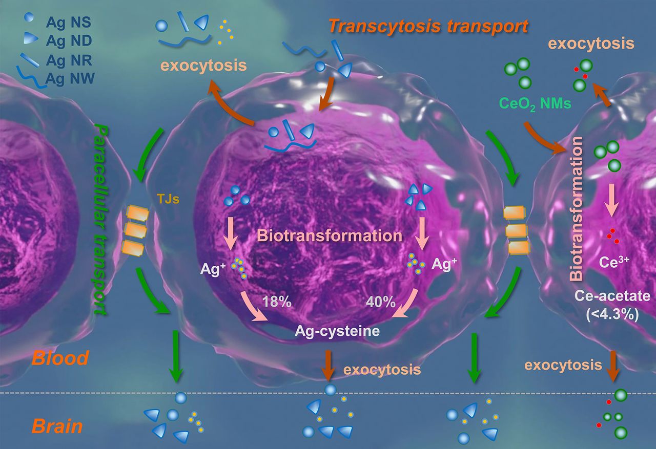 A schematic diagram of the uptake, biotransformation, transport, and fate of representative NMs, Ag and CeO2 NM, in and across the BBB. A significant uptake of Ag ND and Ag NS into the BBB was observed; however, very little was transcytosed to the basolateral (brain) side of the BBB model, with significant amounts being recycled back to the apical (bloodstream) side and limited retention in the BBB cells. Paracellular transport was only observed at the higher concentration tested and was associated with membrane damage and NM dissolution. Very limited uptake into or transport across the BBB of CeO2 NMs was observed, which correlates with their low solubility.