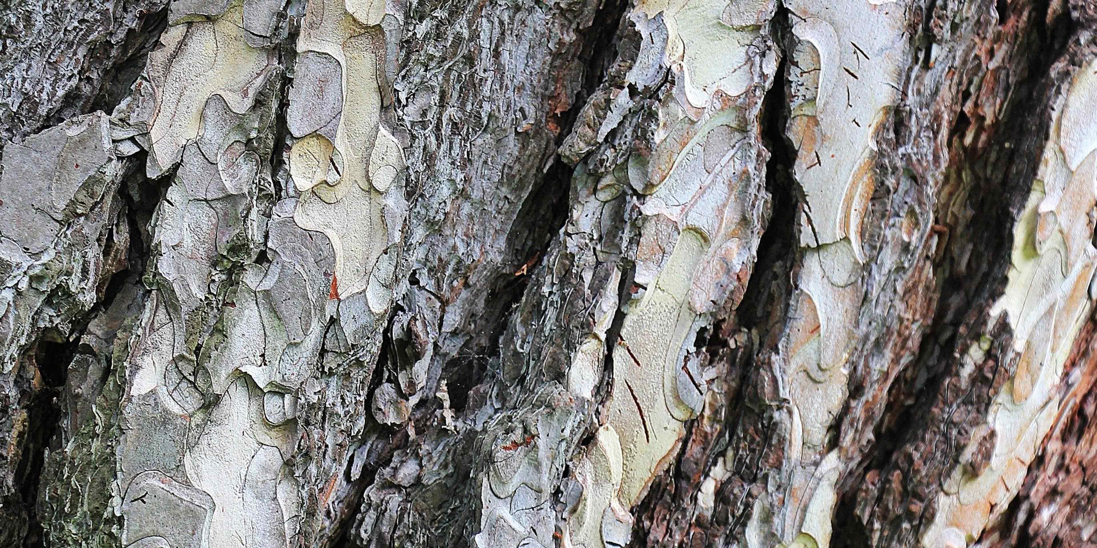 Bark-hero
