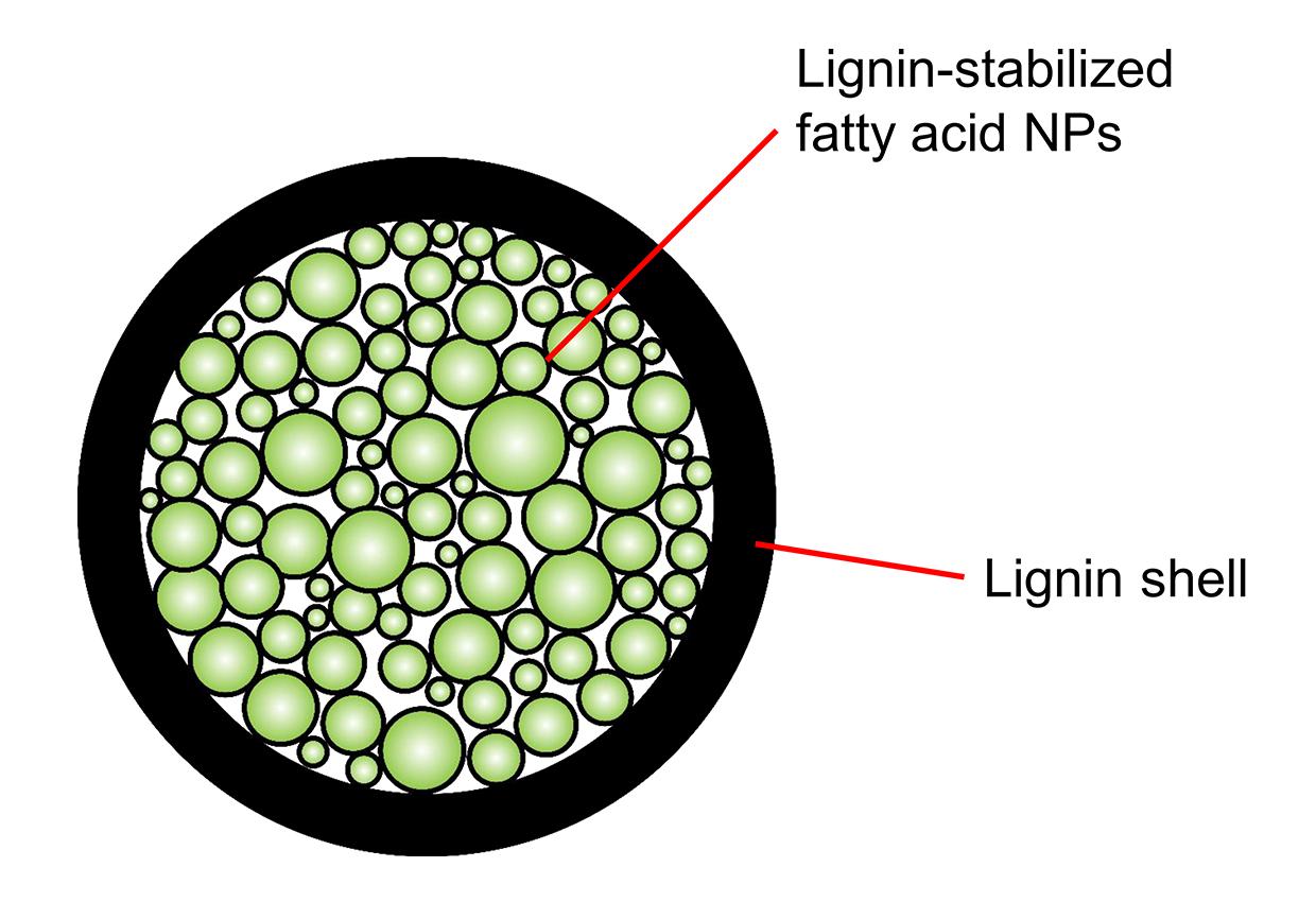 Lignin-diagram