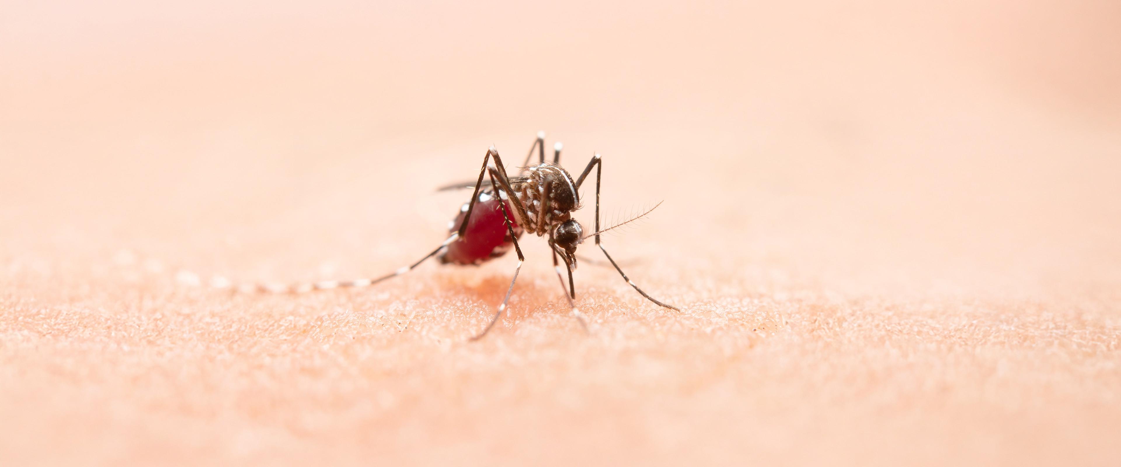 Mosquito_feature