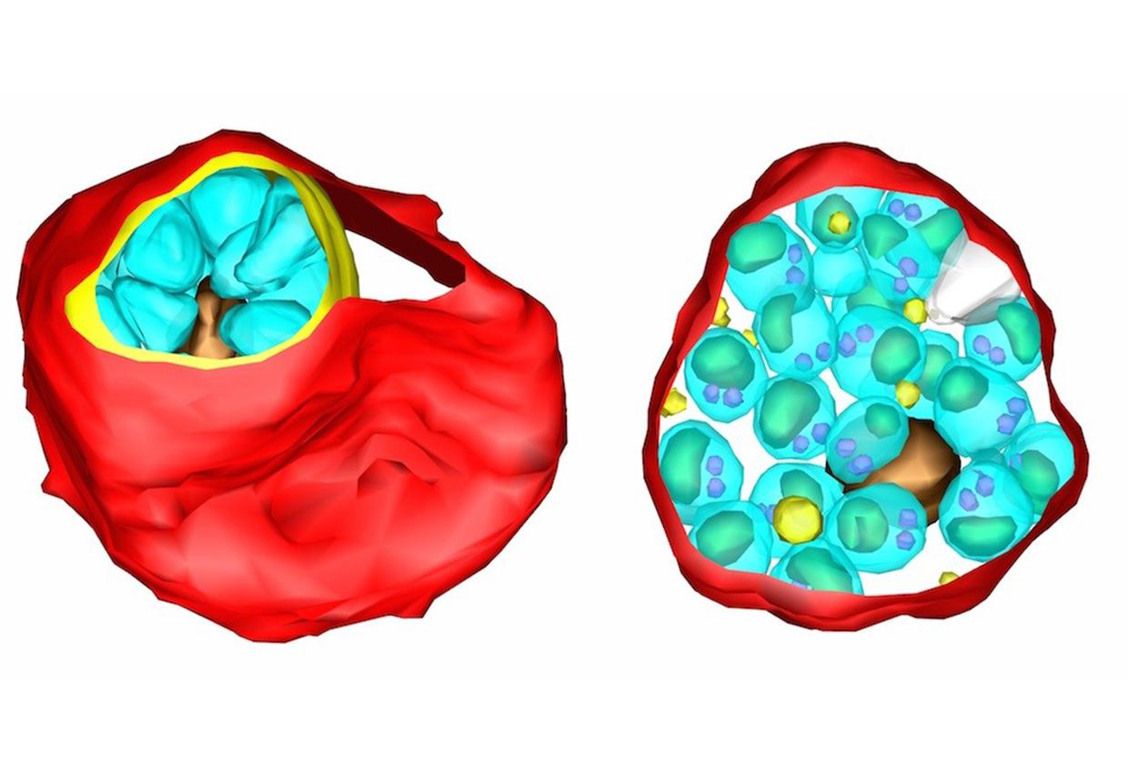 Pic3-cells