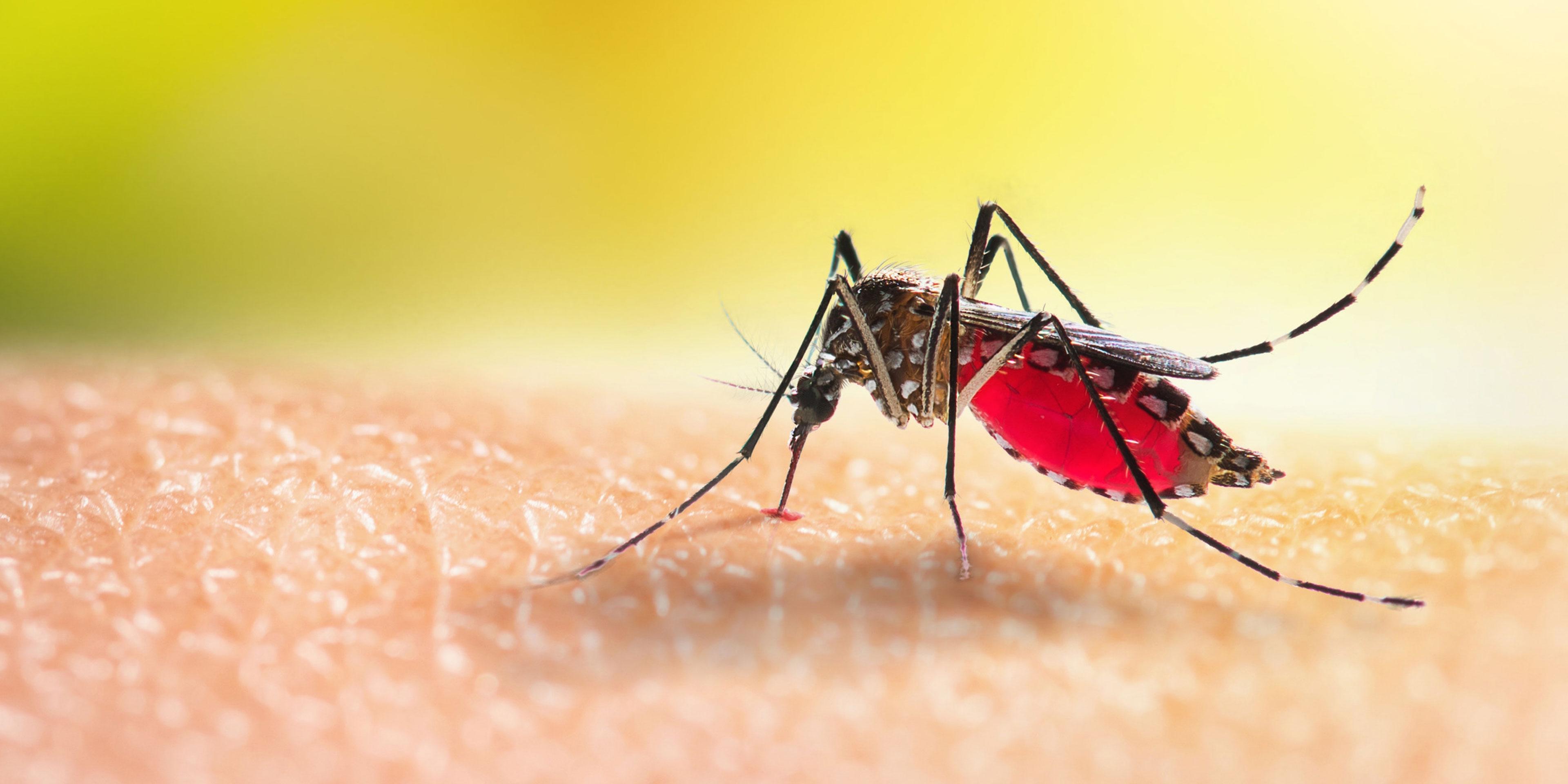 mosquito-hero