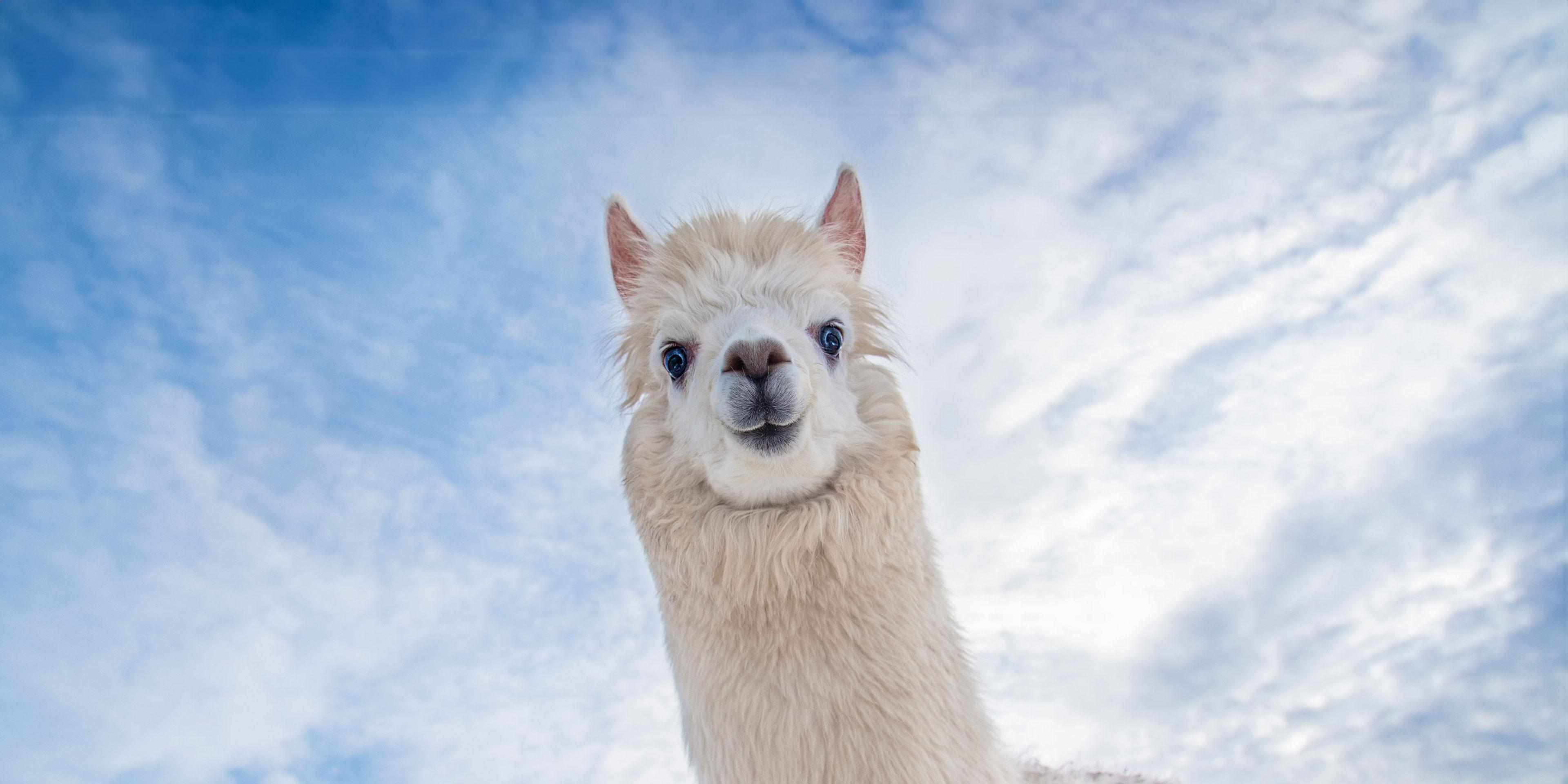 Llama_hero