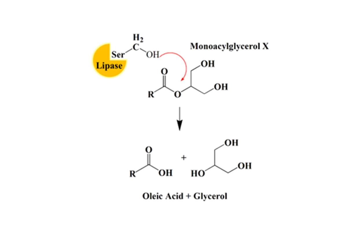 Oleic-acid