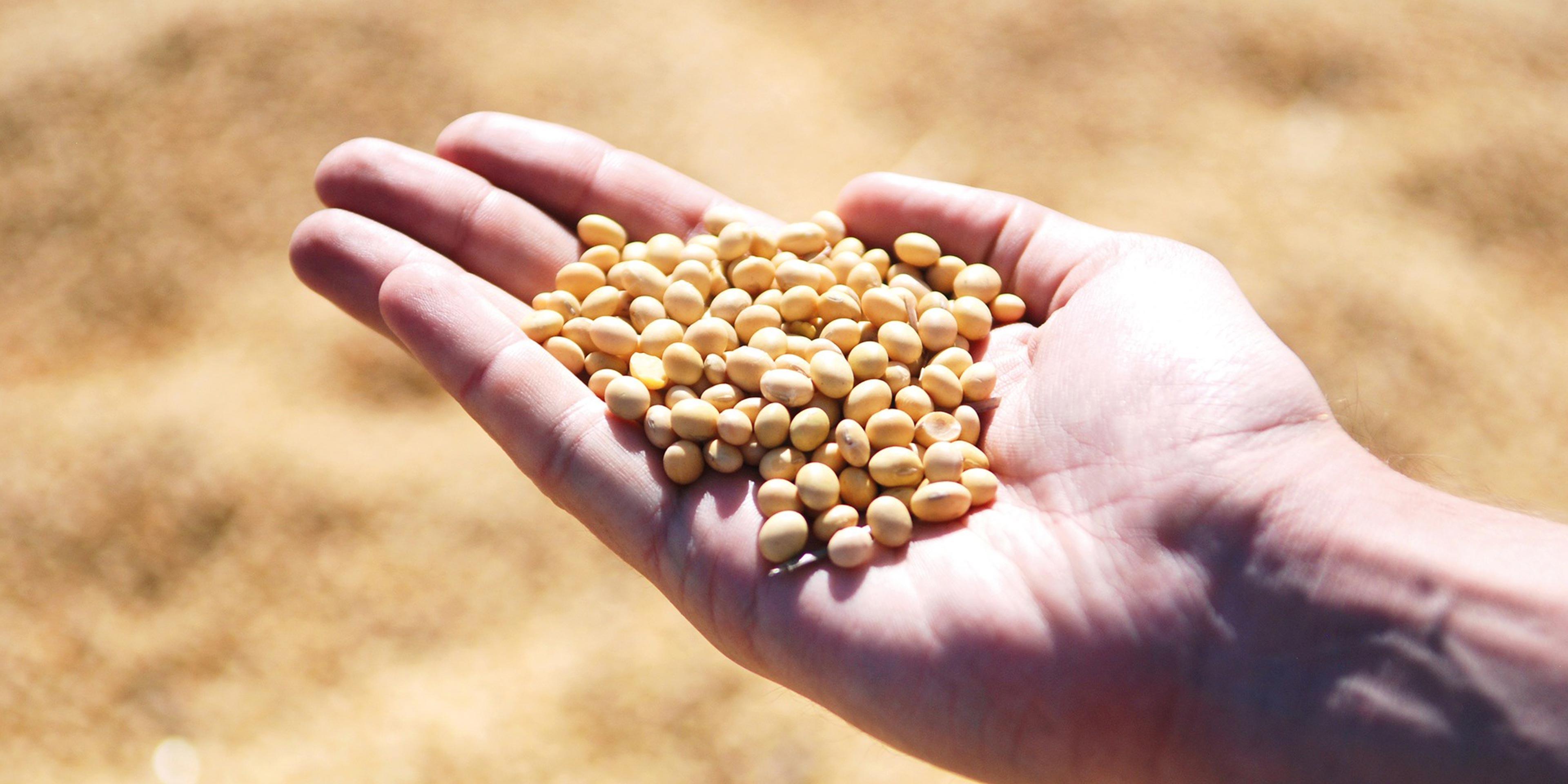 Soya-bean-hero