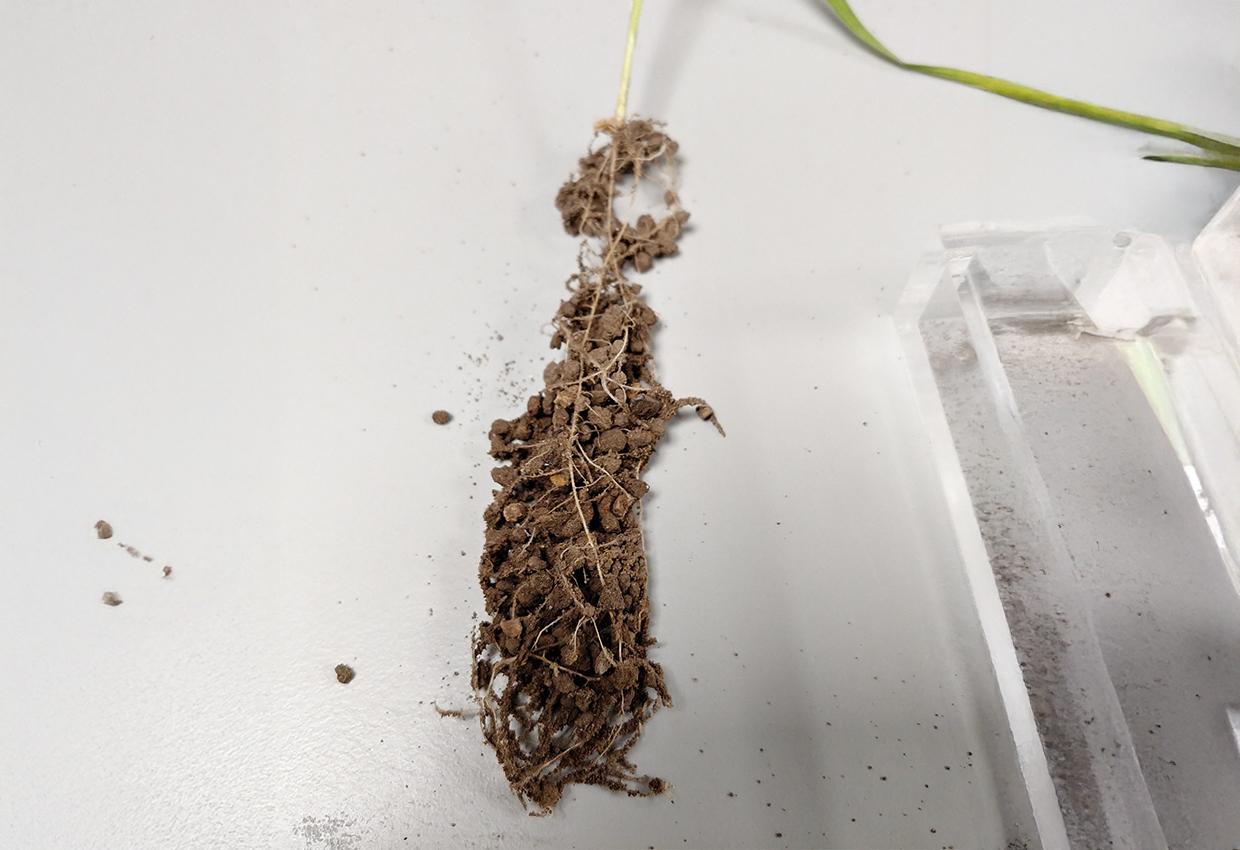 Pic1-soil