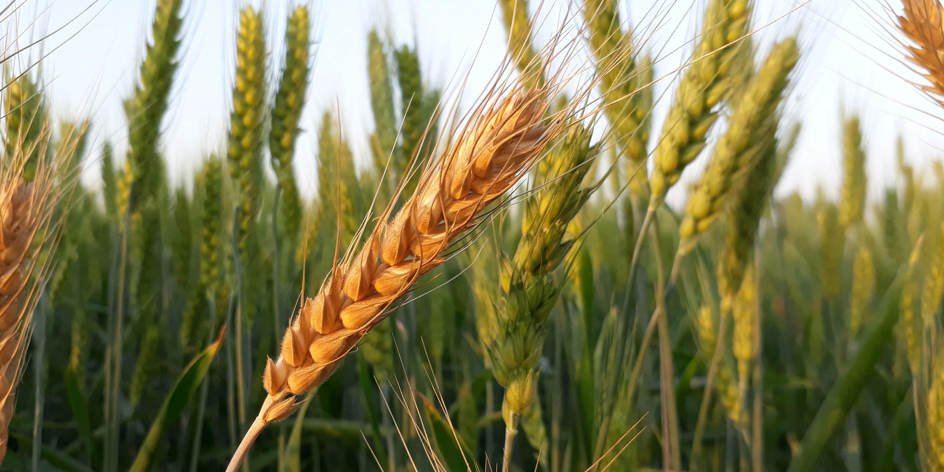 Wheat-hero