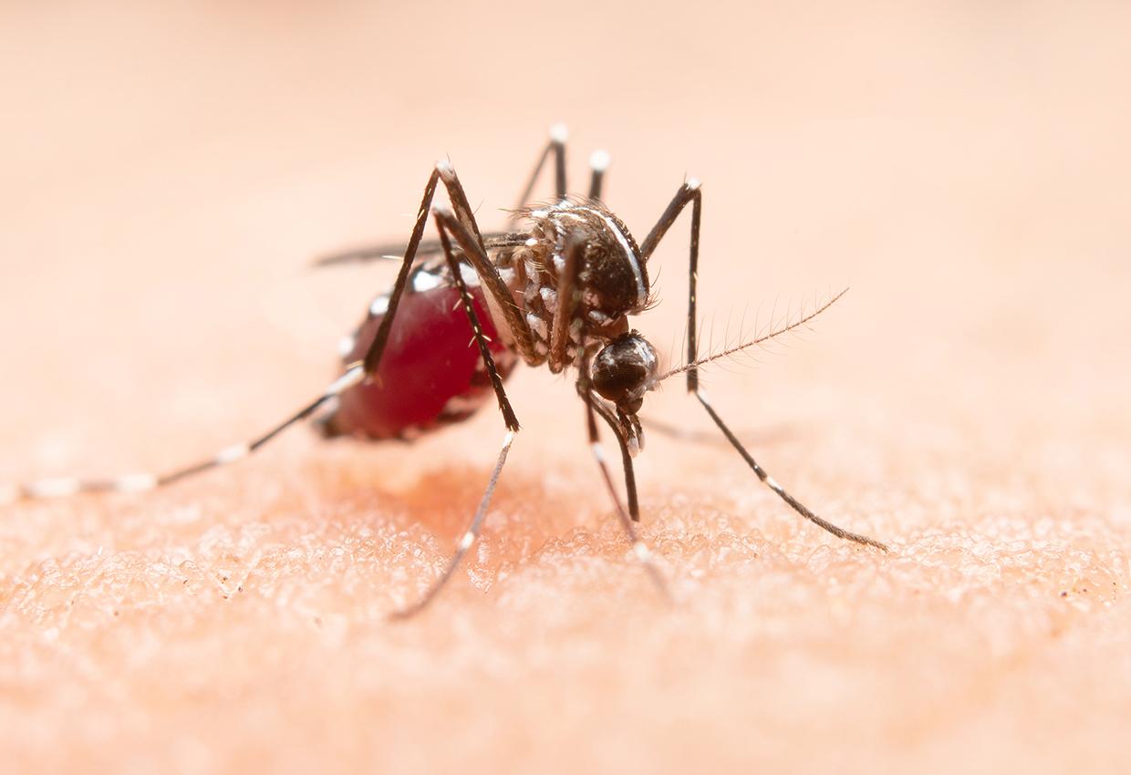 malaria