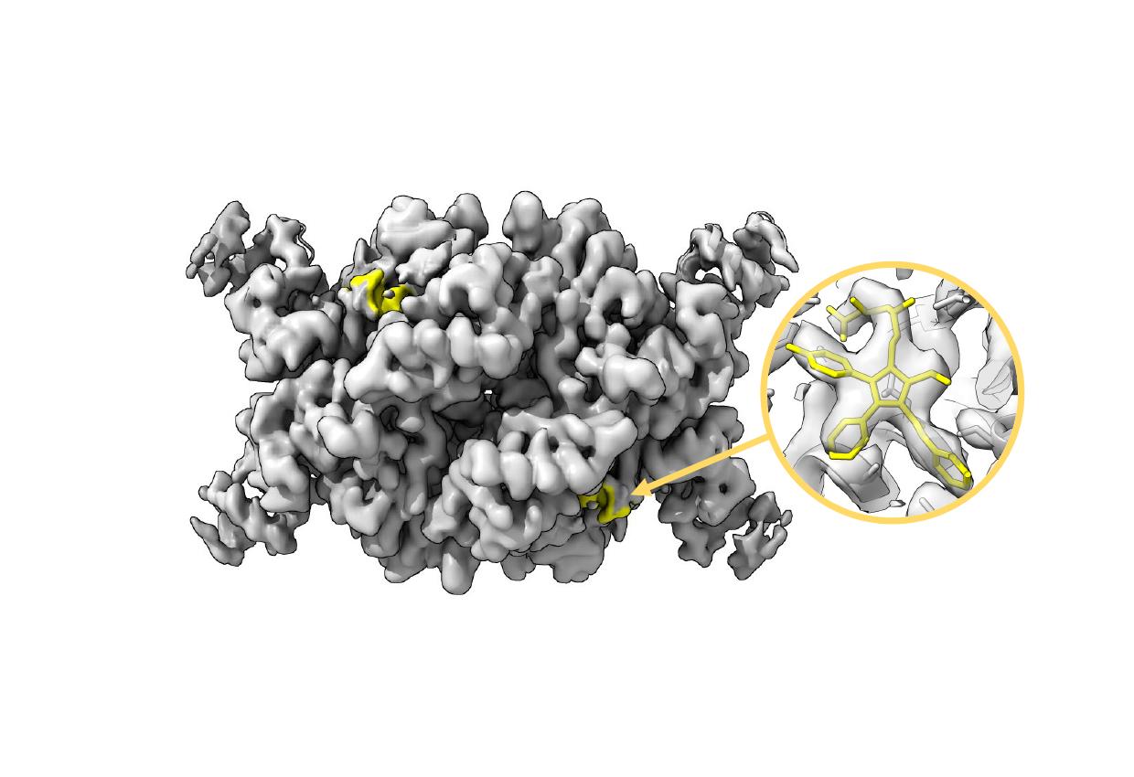 ligand