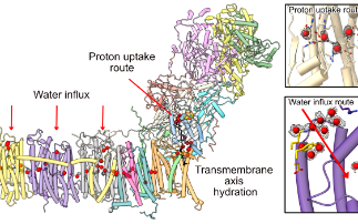 Cryo-EM facilities at eBIC help researchers delve deeper into understanding neurological diseases 