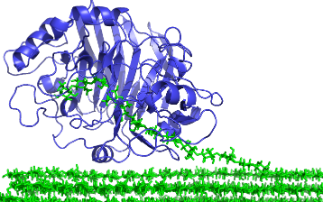 Diamond helps scientists visualise an enzyme from wood-eating gribble that could help turn waste into biofuel 