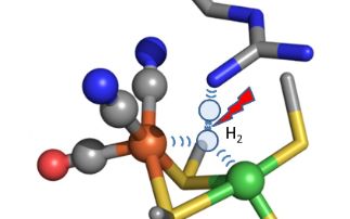 Bacteria’s Hydrogen Splitting Secrets Revealed