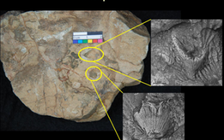 Diamond used for 462 million year-old discovery