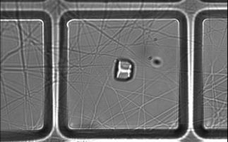Laser tweezers to lead to faster breakthroughs in biological research