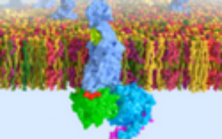 Scientists unlock structure of elusive ‘stress’ protein