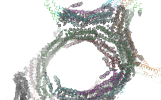 Scientists discover bacteria's clever defence mechanism