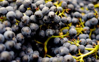 Diamond shines light on complex sugar common in red wine