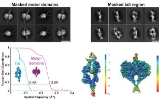 eBIC produces first 3D structure of the complete human dynein