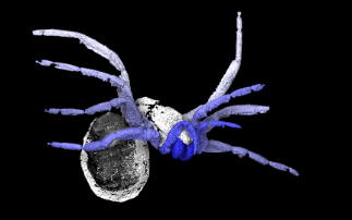 New spider-like species discovered in 305 million-year-old fossil