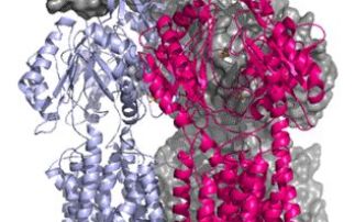  AcrB: a multidrug efflux pump from pathogenic bacteria